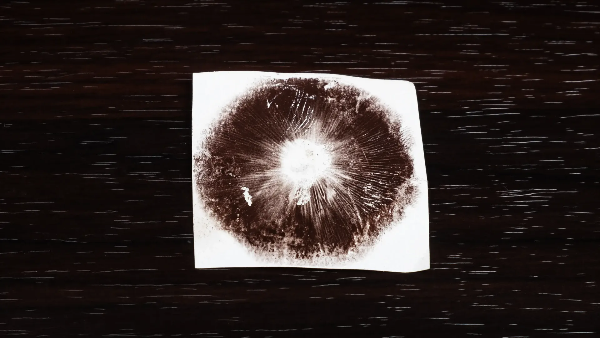Spore Print